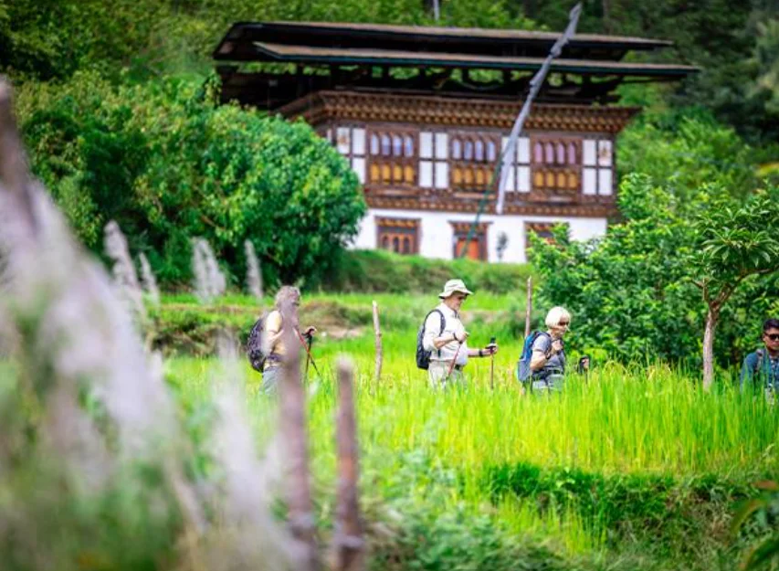 Guided Bhutan walking tour through terraced rice fields in Punakha valley